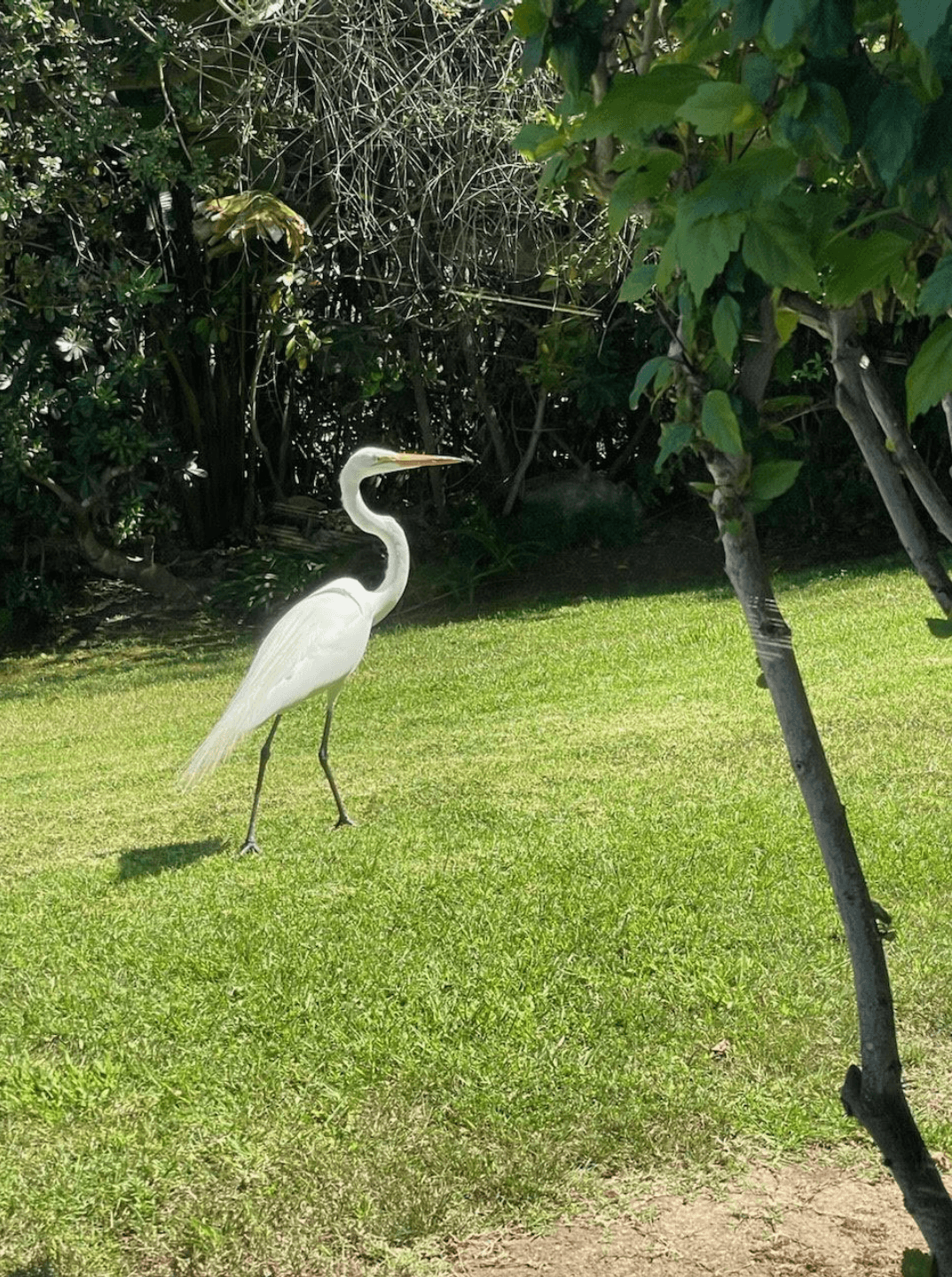 A crane in a lush, green backyard.